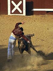 les courses de vaches